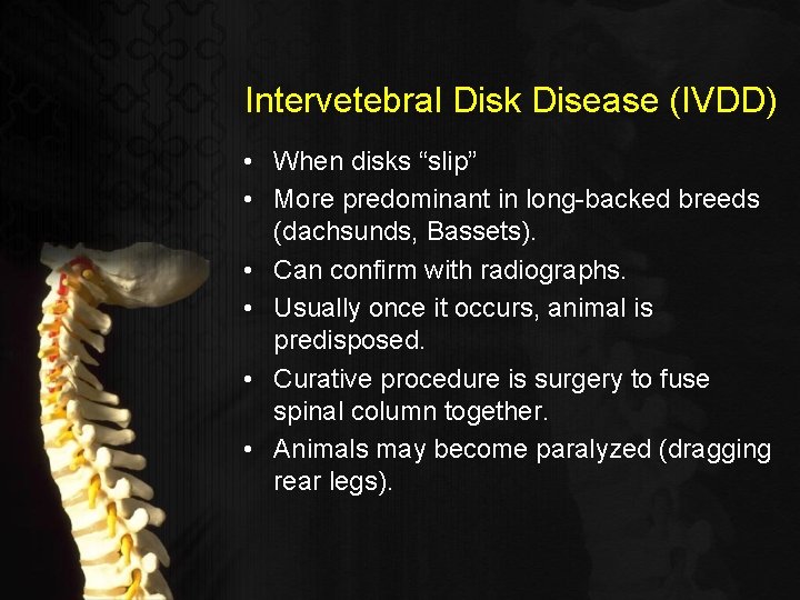 Intervetebral Disk Disease (IVDD) • When disks “slip” • More predominant in long-backed breeds