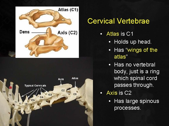 Cervical Vertebrae • Atlas is C 1 • Holds up head. • Has “wings