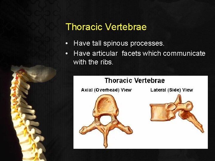 Thoracic Vertebrae • Have tall spinous processes. • Have articular facets which communicate with