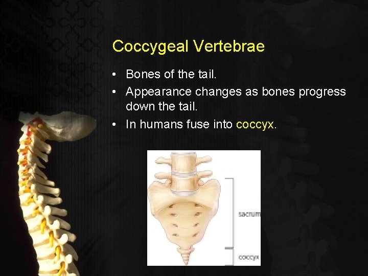 Coccygeal Vertebrae • Bones of the tail. • Appearance changes as bones progress down