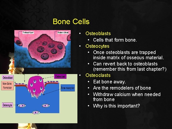 Bone Cells • Osteoblasts • Cells that form bone. • Osteocytes • Once osteoblasts