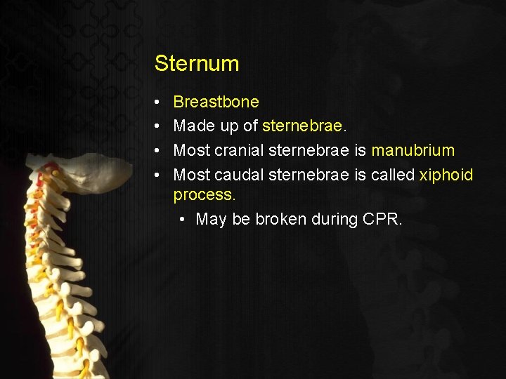 Sternum • • Breastbone Made up of sternebrae. Most cranial sternebrae is manubrium Most
