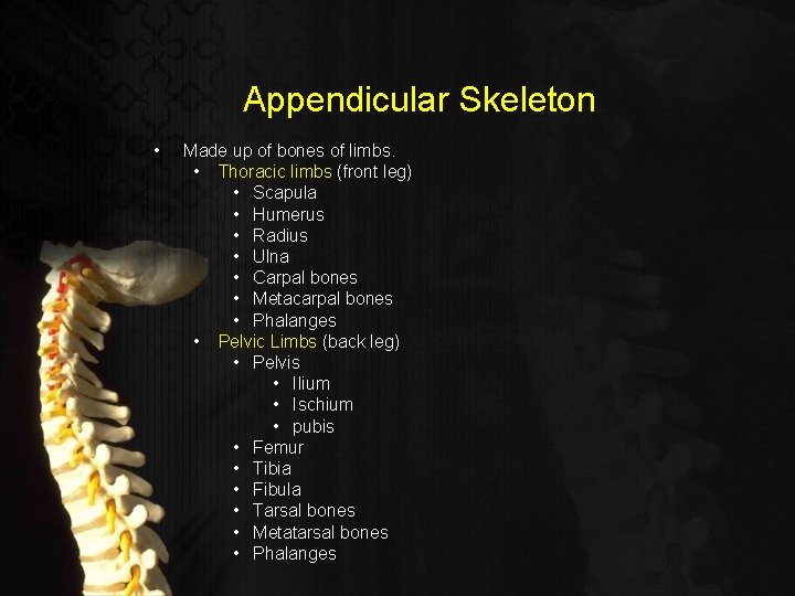 Appendicular Skeleton • Made up of bones of limbs. • Thoracic limbs (front leg)