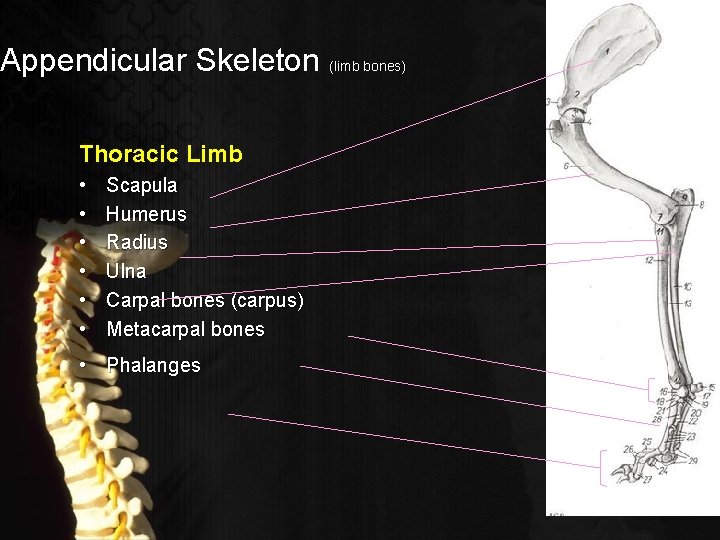 Appendicular Skeleton (limb bones) Thoracic Limb • • • Scapula Humerus Radius Ulna Carpal