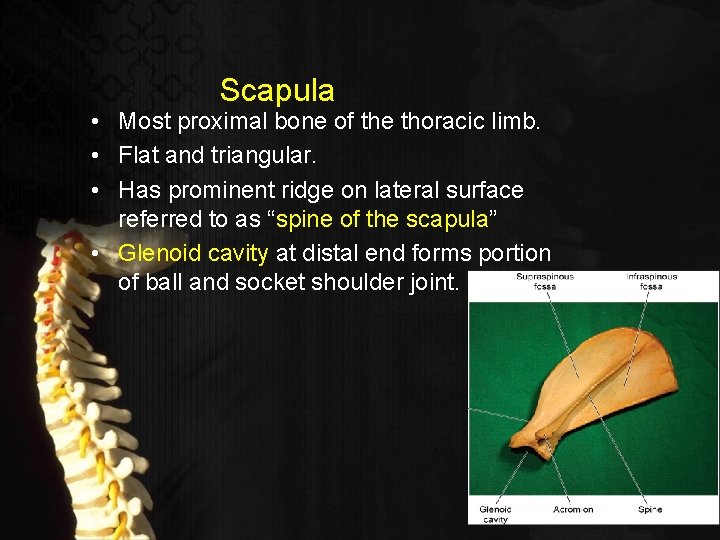 Scapula • Most proximal bone of the thoracic limb. • Flat and triangular. •
