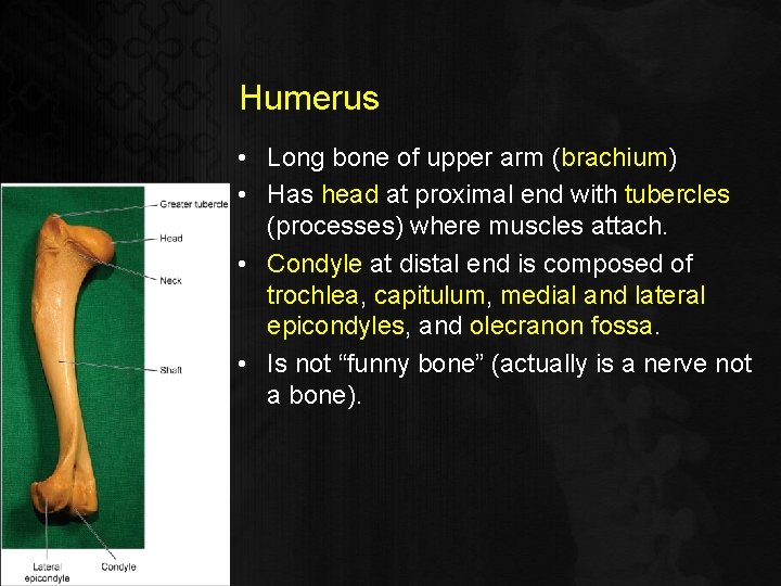 Humerus • Long bone of upper arm (brachium) • Has head at proximal end
