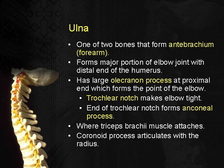 Ulna • One of two bones that form antebrachium (forearm). • Forms major portion