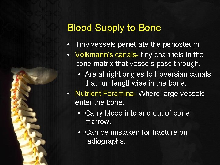 Blood Supply to Bone • Tiny vessels penetrate the periosteum. • Volkmann’s canals- tiny