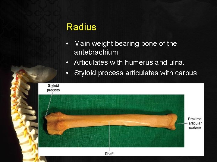 Radius • Main weight bearing bone of the antebrachium. • Articulates with humerus and