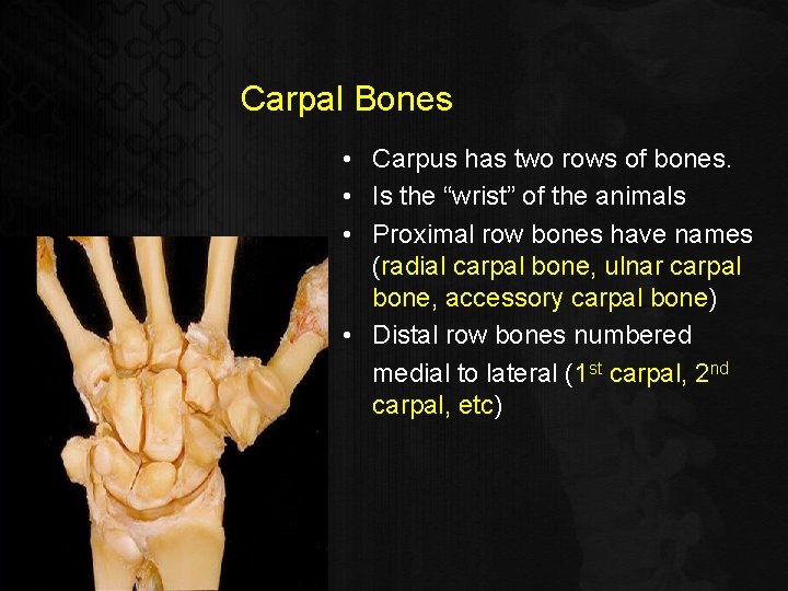 Carpal Bones • Carpus has two rows of bones. • Is the “wrist” of
