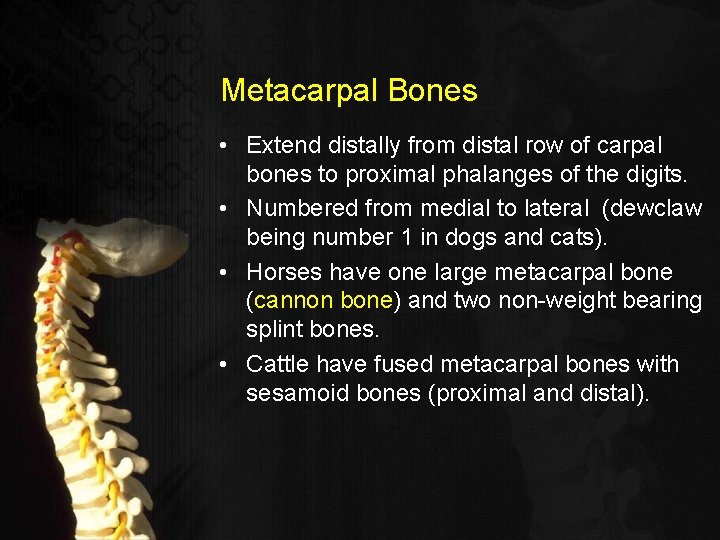 Metacarpal Bones • Extend distally from distal row of carpal bones to proximal phalanges