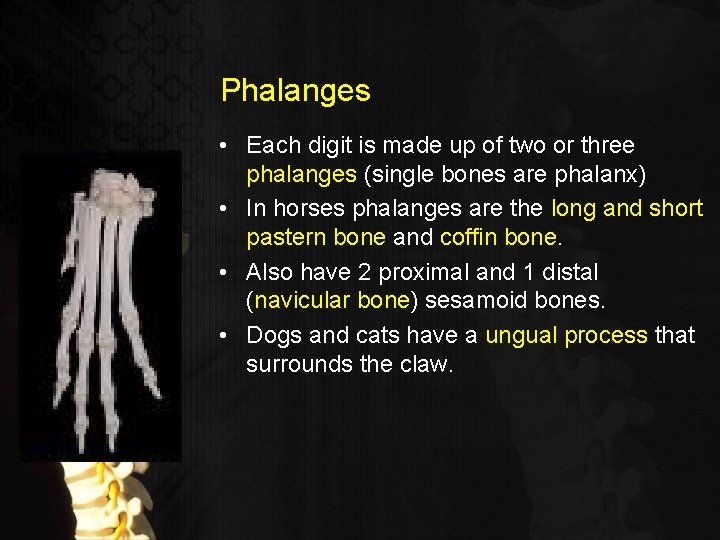 Phalanges • Each digit is made up of two or three phalanges (single bones