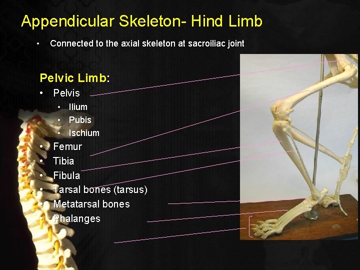 Appendicular Skeleton- Hind Limb • Connected to the axial skeleton at sacroiliac joint Pelvic