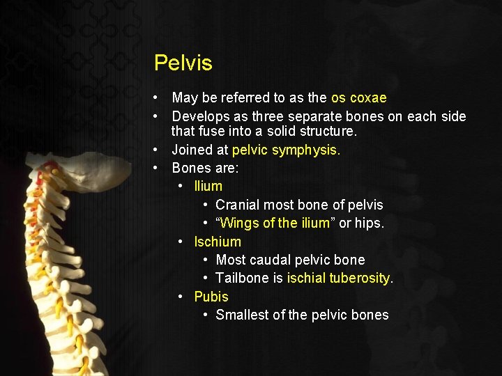 Pelvis • May be referred to as the os coxae • Develops as three
