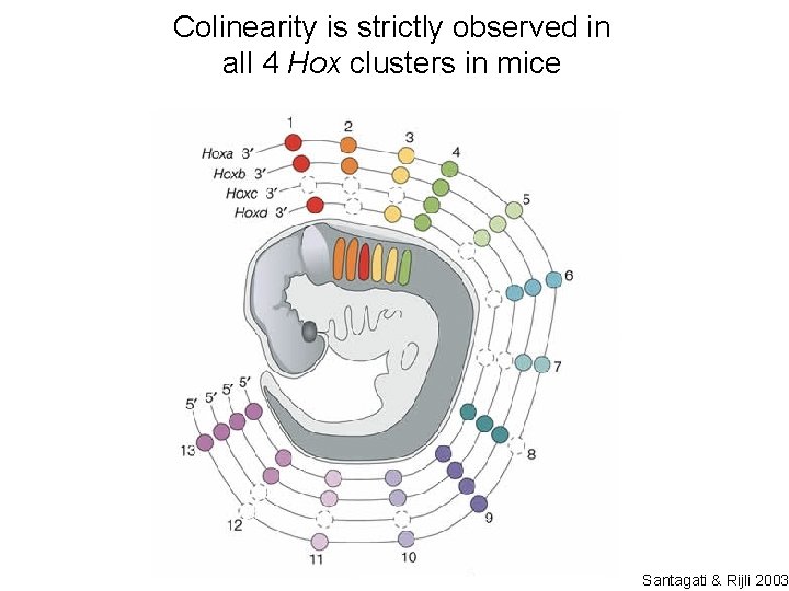 Colinearity is strictly observed in all 4 Hox clusters in mice Santagati & Rijli