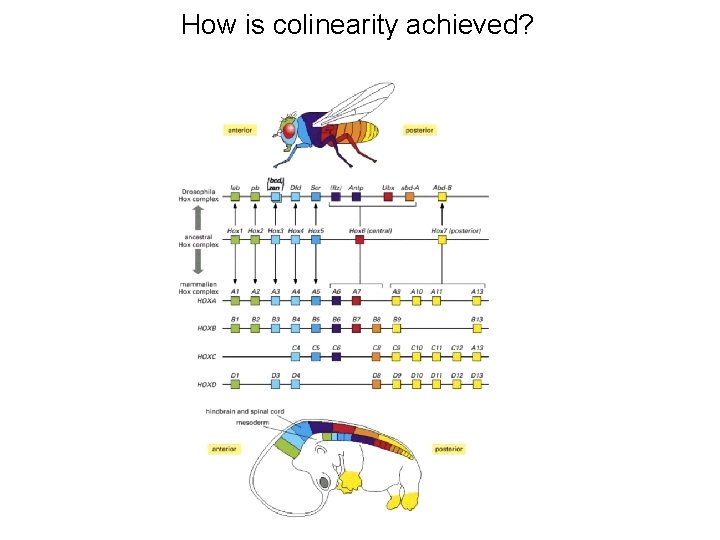 How is colinearity achieved? 