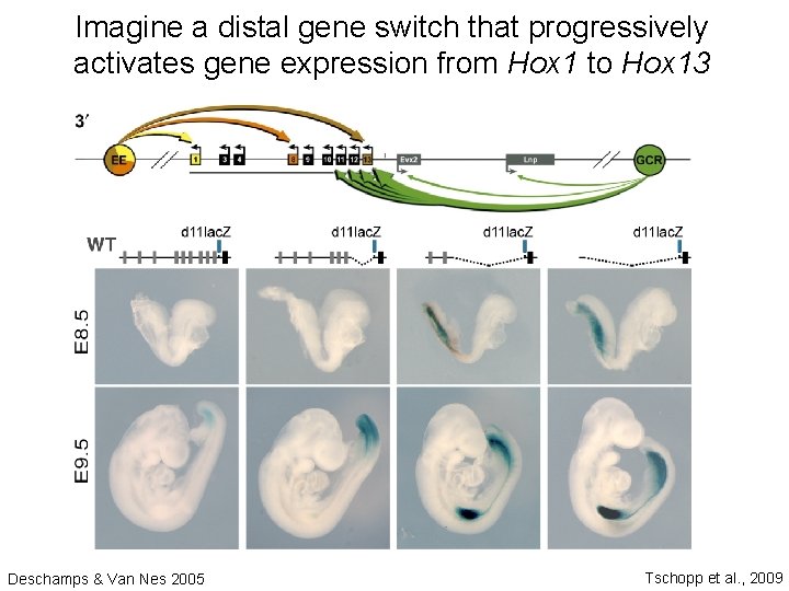 Imagine a distal gene switch that progressively activates gene expression from Hox 1 to