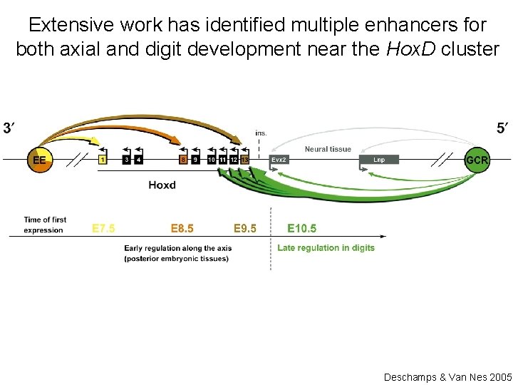 Extensive work has identified multiple enhancers for both axial and digit development near the