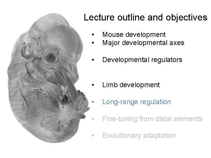 Lecture outline and objectives • • Mouse development Major developmental axes • Developmental regulators