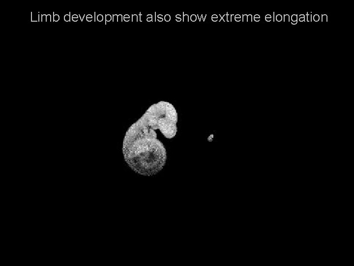 Limb development also show extreme elongation 