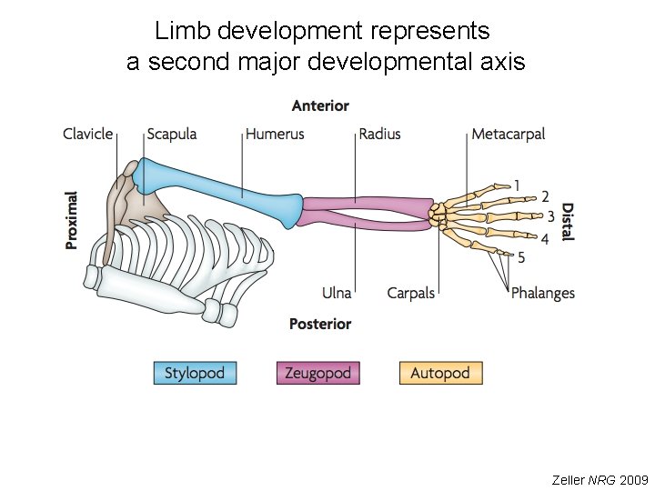 Limb development represents a second major developmental axis Zeller NRG 2009 