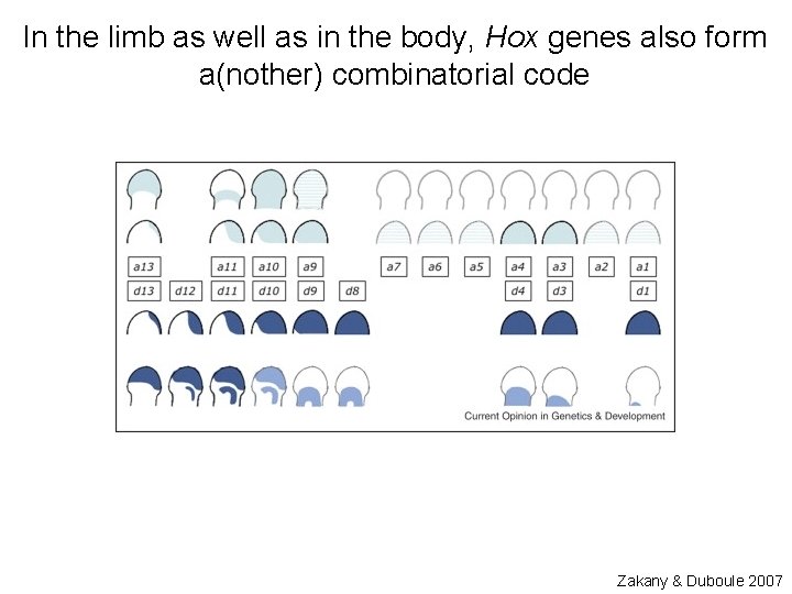In the limb as well as in the body, Hox genes also form a(nother)