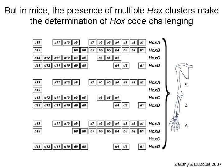 But in mice, the presence of multiple Hox clusters make the determination of Hox