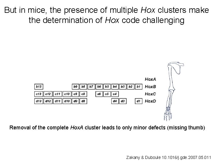But in mice, the presence of multiple Hox clusters make the determination of Hox
