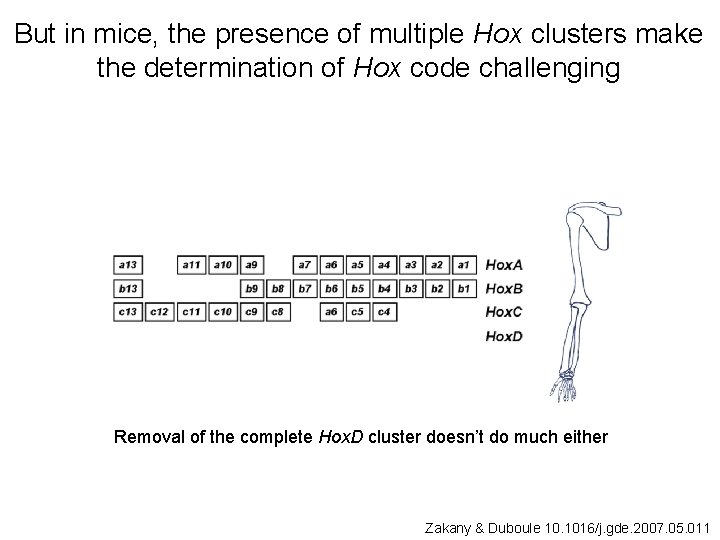 But in mice, the presence of multiple Hox clusters make the determination of Hox