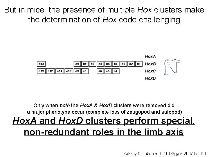 But in mice, the presence of multiple Hox clusters make the determination of Hox