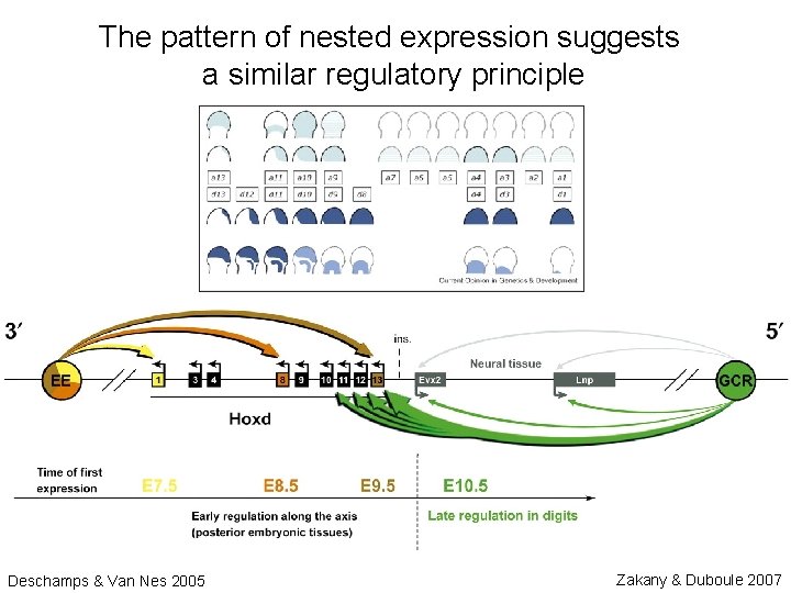 The pattern of nested expression suggests a similar regulatory principle Deschamps & Van Nes