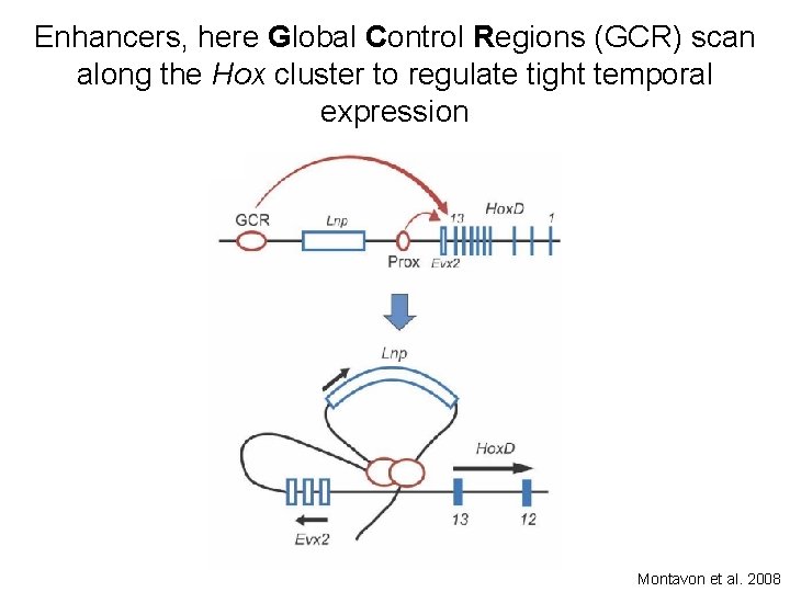 Enhancers, here Global Control Regions (GCR) scan along the Hox cluster to regulate tight