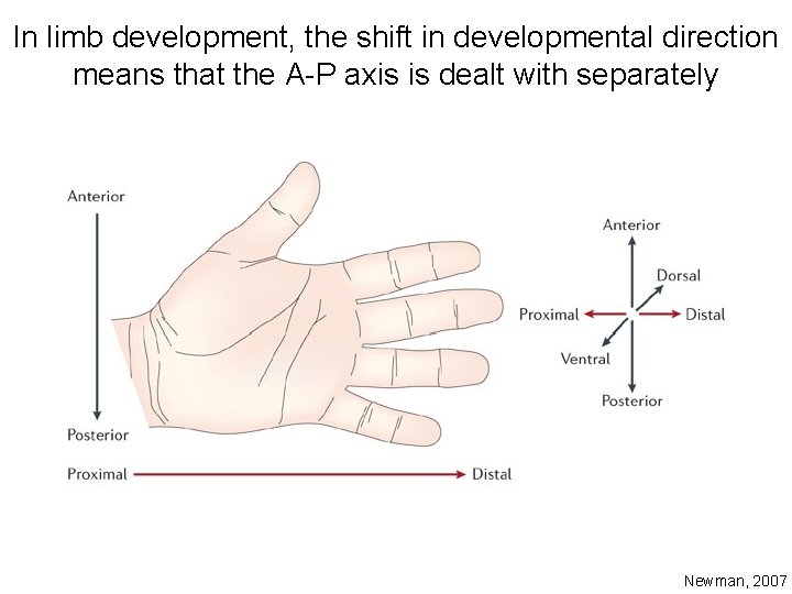 In limb development, the shift in developmental direction means that the A-P axis is