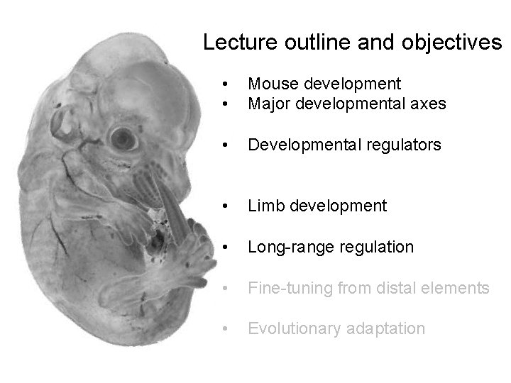 Lecture outline and objectives • • Mouse development Major developmental axes • Developmental regulators