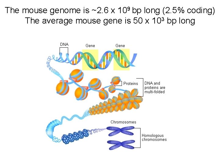 The mouse genome is ~2. 6 x 109 bp long (2. 5% coding) The
