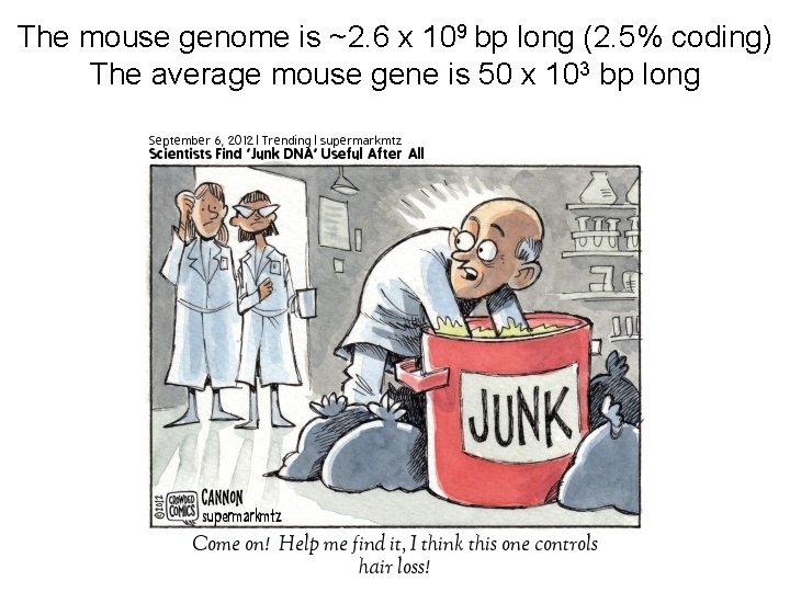 The mouse genome is ~2. 6 x 109 bp long (2. 5% coding) The