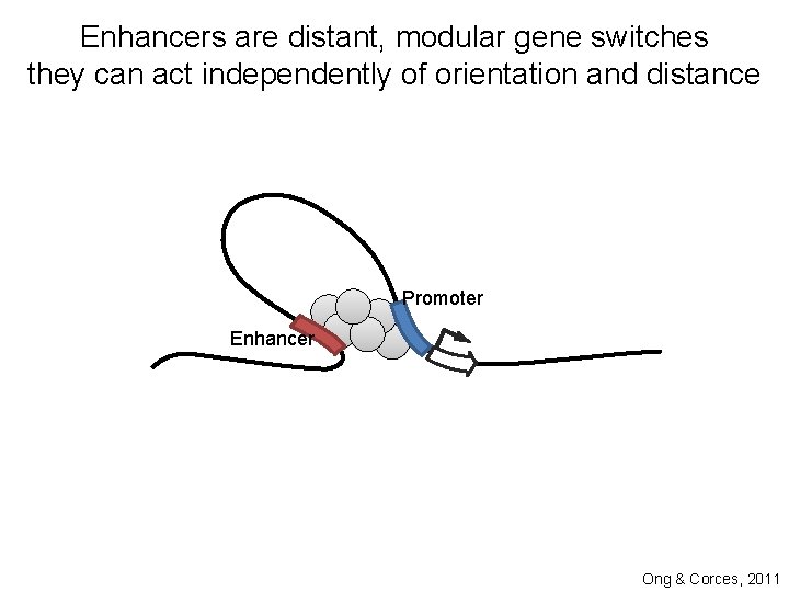 Enhancers are distant, modular gene switches they can act independently of orientation and distance