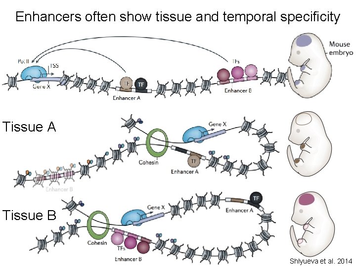 Enhancers often show tissue and temporal specificity Tissue A Tissue B Shlyueva et al.