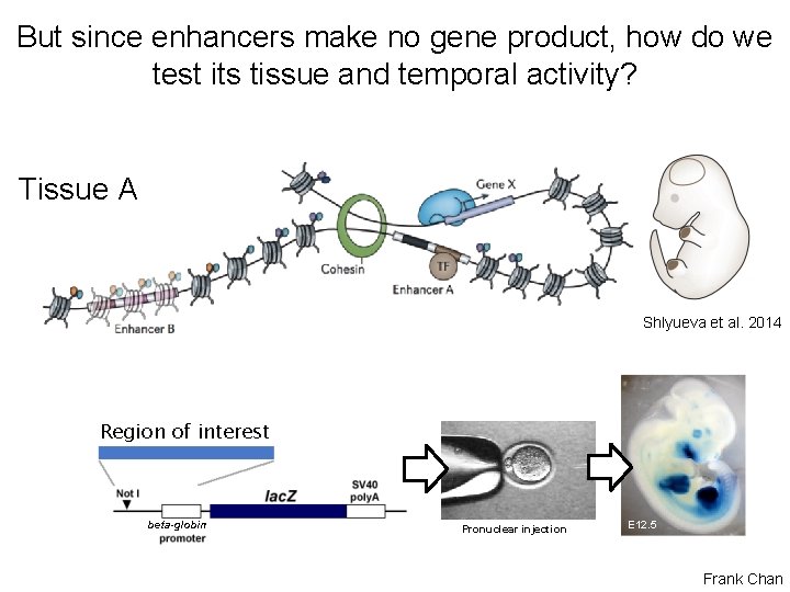 But since enhancers make no gene product, how do we test its tissue and