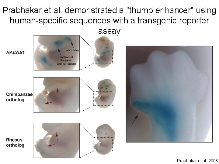 Prabhakar et al. demonstrated a “thumb enhancer” using human-specific sequences with a transgenic reporter