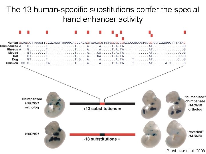 The 13 human-specific substitutions confer the special hand enhancer activity Prabhakar et al. 2008