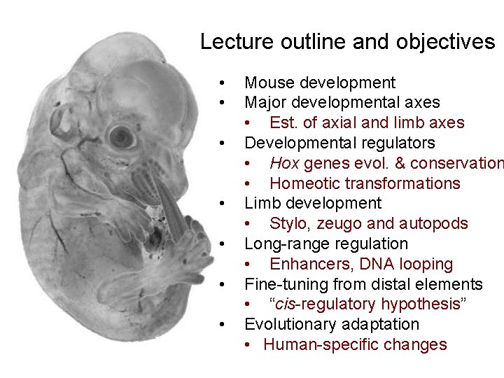 Lecture outline and objectives • • Mouse development Major developmental axes • Est. of