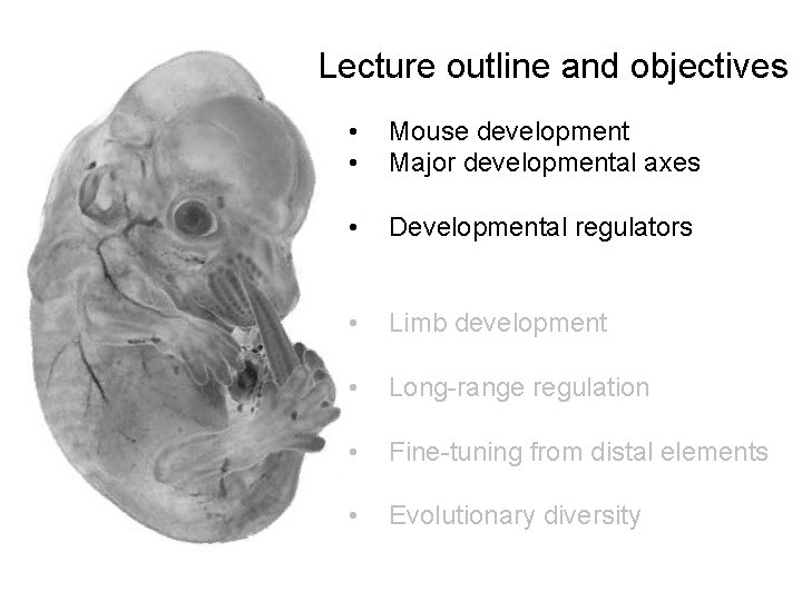 Lecture outline and objectives • • Mouse development Major developmental axes • Developmental regulators