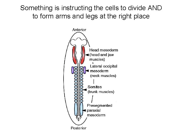 Something is instructing the cells to divide AND to form arms and legs at