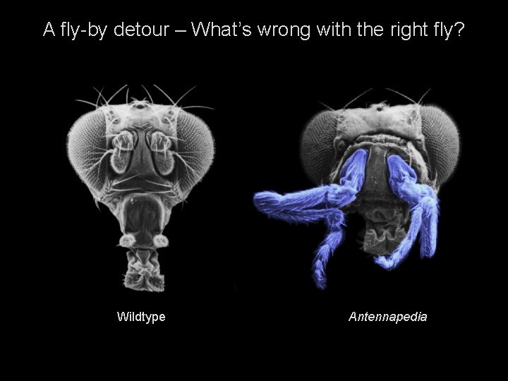 A fly-by detour – What’s wrong with the right fly? Wildtype Antennapedia 