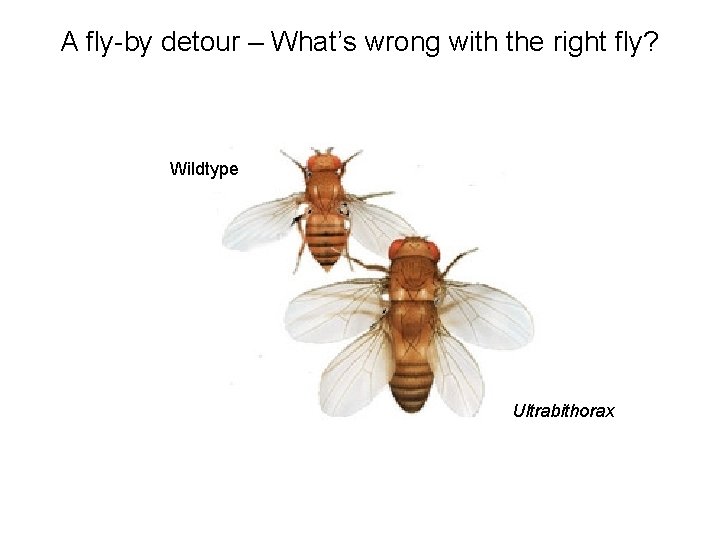A fly-by detour – What’s wrong with the right fly? Wildtype Ultrabithorax 