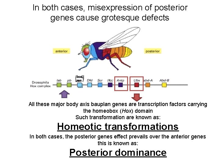 In both cases, misexpression of posterior genes cause grotesque defects All these major body