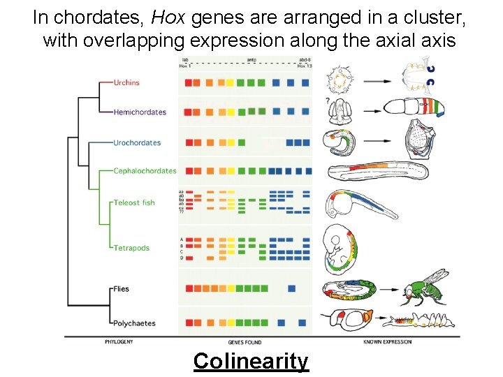 In chordates, Hox genes are arranged in a cluster, with overlapping expression along the