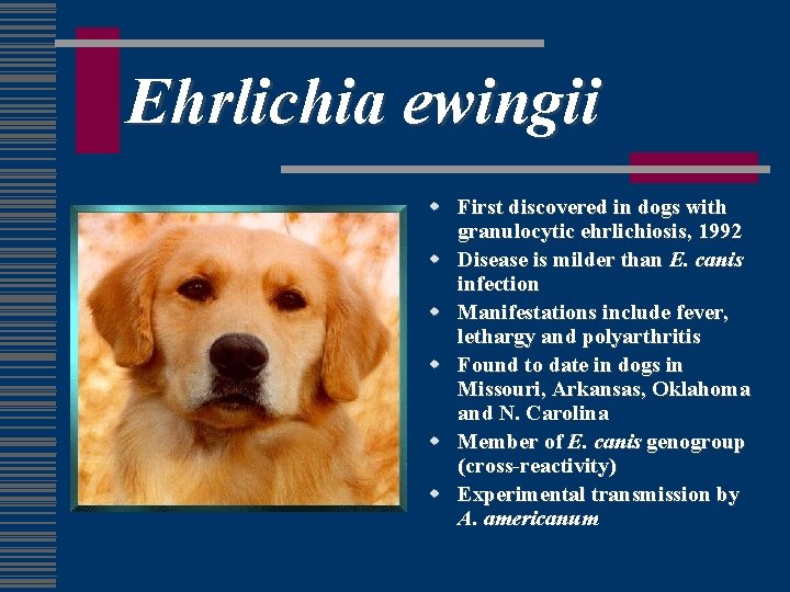 Ehrlichia ewingii w First discovered in dogs with granulocytic ehrlichiosis, 1992 w Disease is