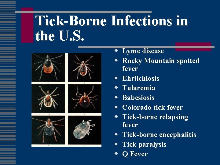 Tick-Borne Infections in the U. S. w Lyme disease w Rocky Mountain spotted fever